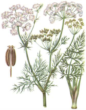Плоды тмина используются в качестве лекарственного сырья во многих странах мира