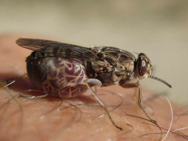 Вездесущие мухи и комары могут испортить отдых на свежем воздухе