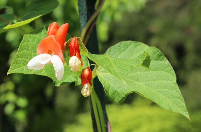 Phaseolus coccineus, формирующая красные цветы, в последнее время все чаще разводится как неприхотливое декоративное растение