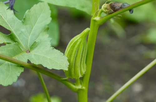 Baby_Star_of_David_Okra