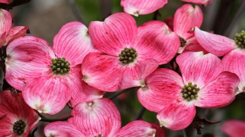 cherokee-chief-dogwood-heritage-nursery-1