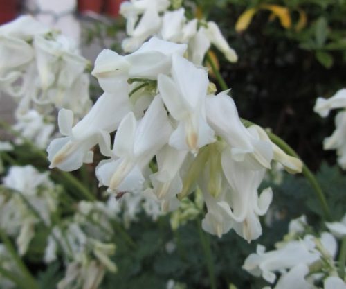 dicentra-formosa-aurora