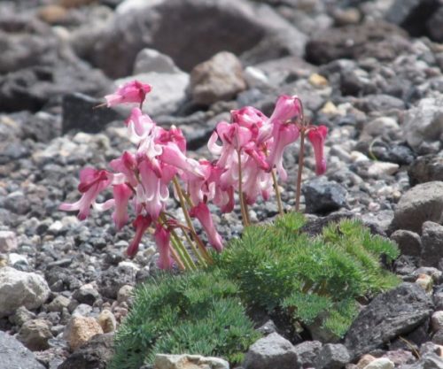 dicentra-peregrina