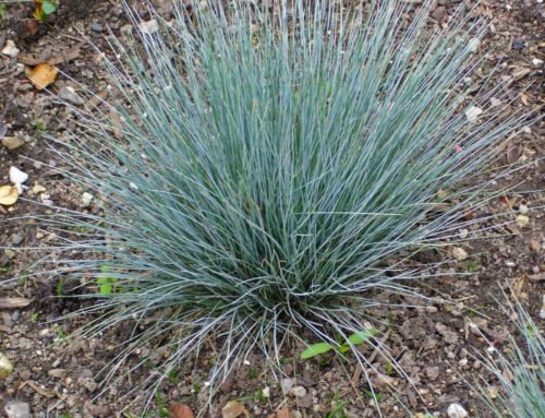 festuca-cinerea-glauca-blauschwingel-2005-03