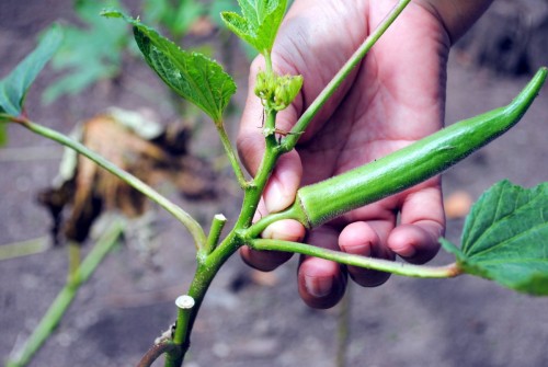 Grow-Okra-Step-8