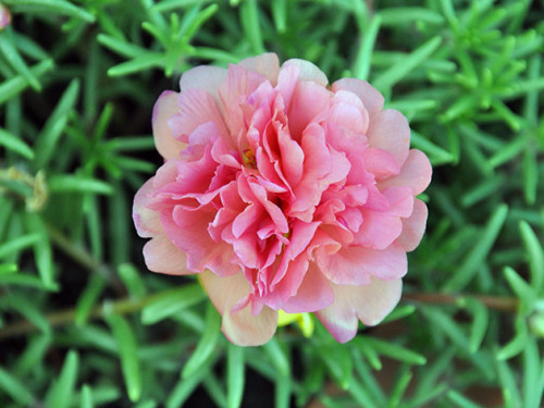 portulaca2a