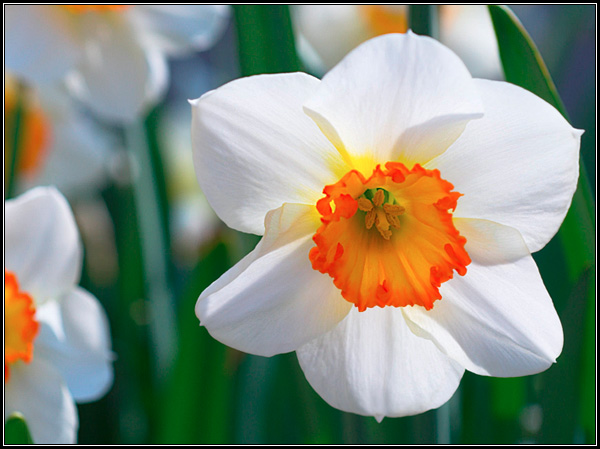 Фотография цветка белого нарцисса - весенние луковичные растения, мифы и легенды.
