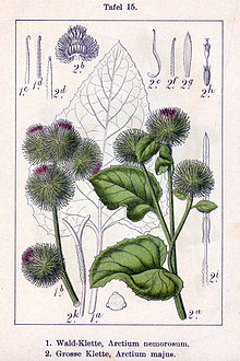 Arctium spp Sturm15.jpg