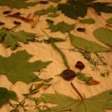 Отпечатки растений на аксессуарах в интерьере: подробные мастер-классы с фото по изготовлению эко принта