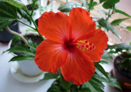 Гибискус китайский - цветок
