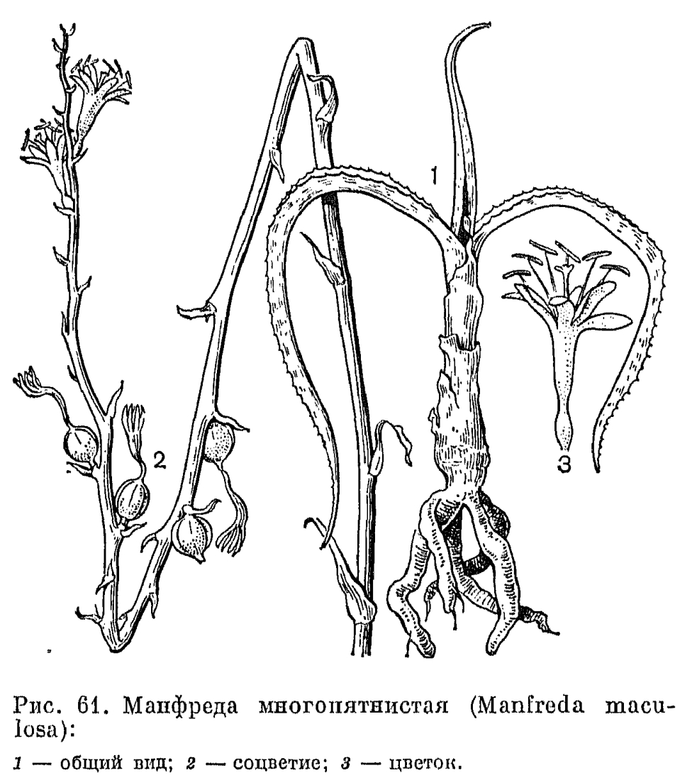 Семейство агавовые (Agavaceae)
