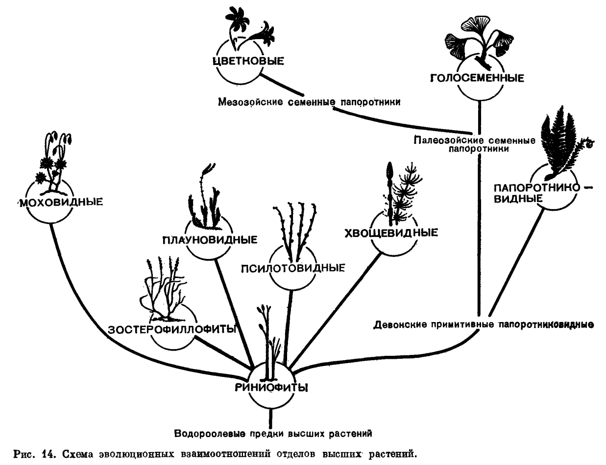 Систематический обзор высших растений
