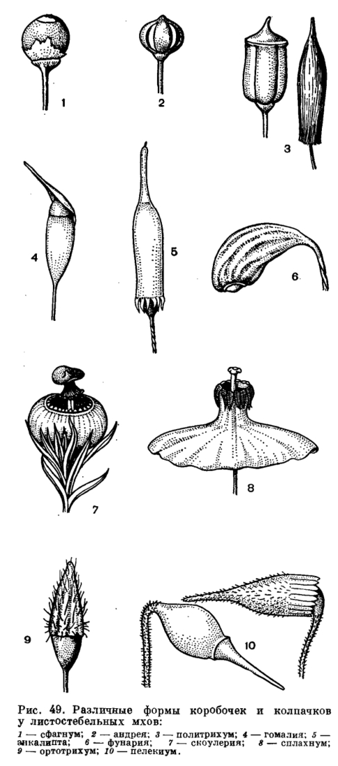 Подкласс сфагновые или сфагниды (Sphagnidae)