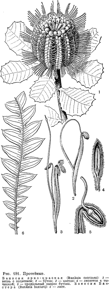 Семейство протейные (Proteaceae)