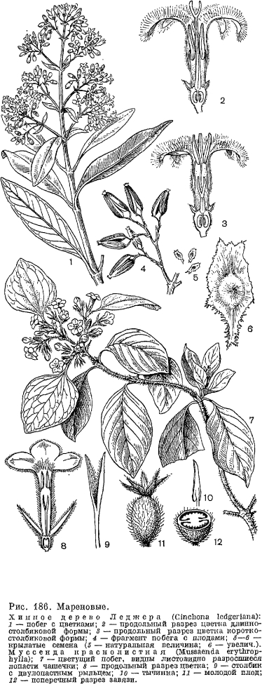 Семейство мареновые (Rubiaceae)