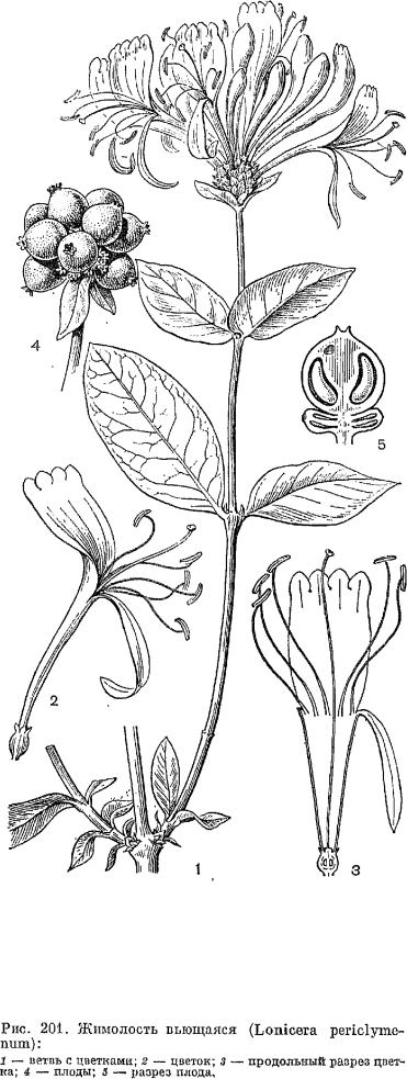 Семейство жимолостные (Caprifoliaceae)