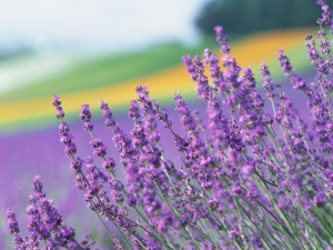 lavanda_yaponiya-2564