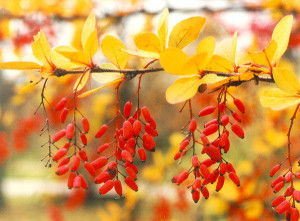 normal_berberis_vulgaris