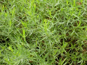 1272208682_artemisia_dracunculus_sativa_french_tarragon