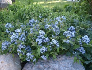 amsonia1