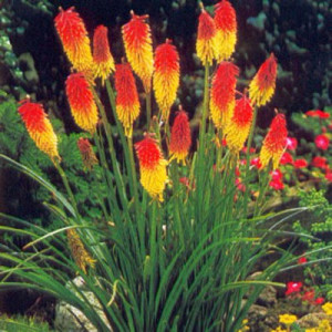 3578-kniphofiafire-dance