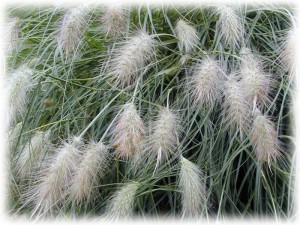 PENNISETUM VILLOSUM