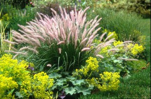 japanese_garden_plant_1088