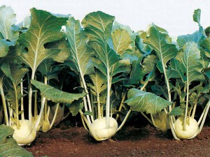 abbage_kohlrabi