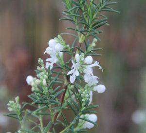 Розмарин Albiflorus