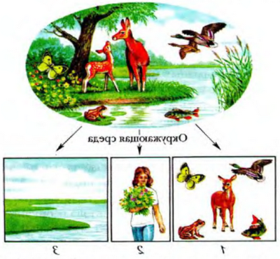 Растения и факторы их жизни