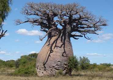 Баобаб - чудо-дерево