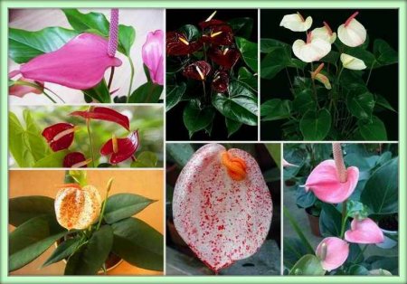 Антуриум (Anthurium)