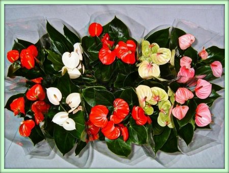 Антуриум (Anthurium)