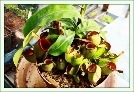 Непентес (Nepenthes)