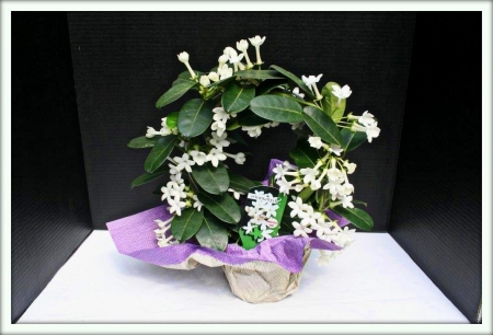 Стефанотис (Stephanotis)