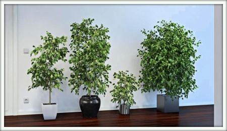 Фикус Бенджамина (Ficus benjamina)