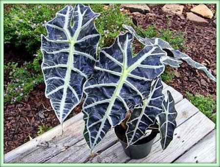 Алоказия (Alocasia)