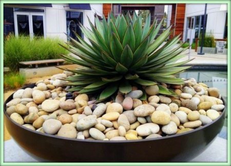 Агава (Agave)