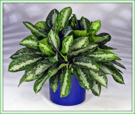 Аглаонема (Aglaonema)