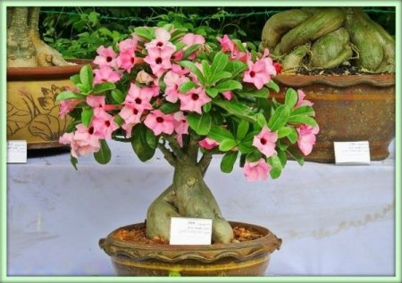 Адениум (Adenium)