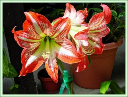 Амариллис (Amaryllis)