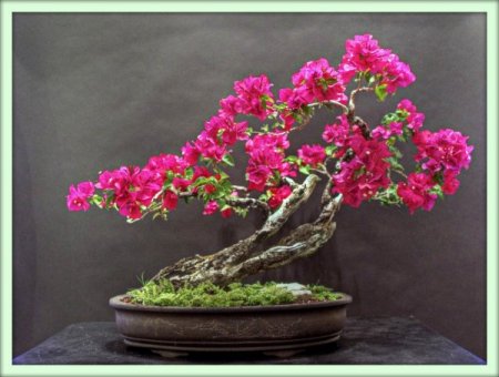 Бугенвиллия (Bougainvillea)