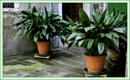 Аспидистра (Aspidistra)