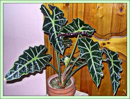 Алоказия (Alocasia)