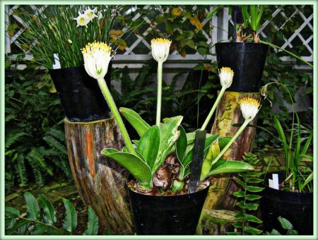 Гемантус (Haemanthus)