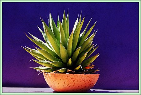 Агава (Agave)