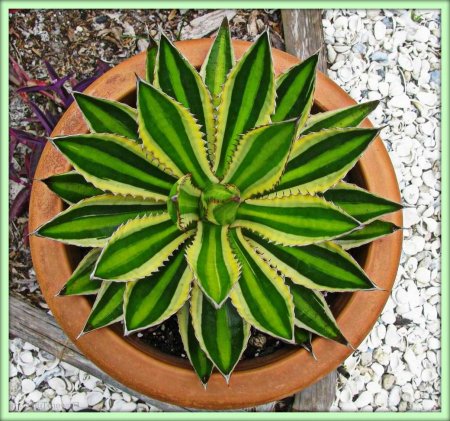 Агава (Agave)