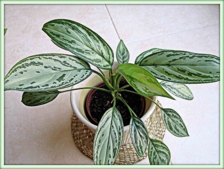 Аглаонема (Aglaonema)