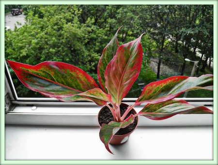 Аглаонема (Aglaonema)