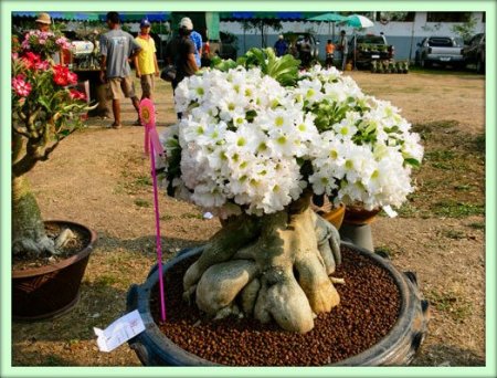 Адениум (Adenium)